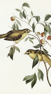 Blackout roller blind Birds on a tree