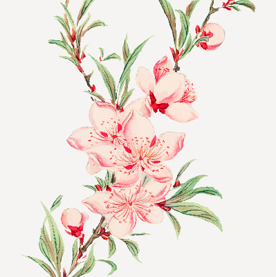 Blackout roller blind for window Pink flower