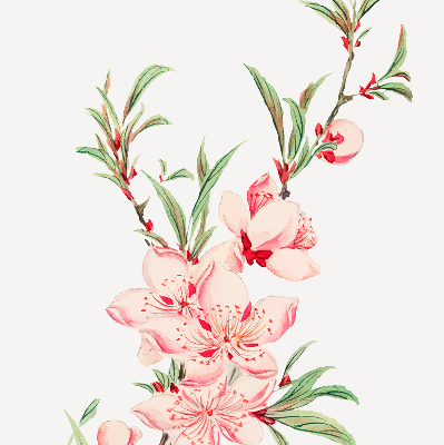 Blackout roller blind for window pink flower design