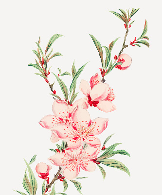 Blackout roller blind for window Pink flower