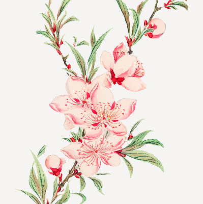 Blackout roller blind for window Pink flower