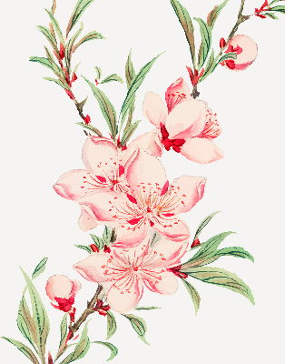 Blackout roller blind for window pink flower design
