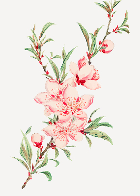 Blackout roller blind for window Pink flower