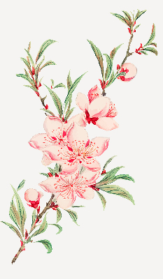 Blackout roller blind for window Pink flower