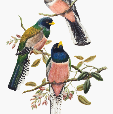 Fabric roller blind for window Birds on the branches