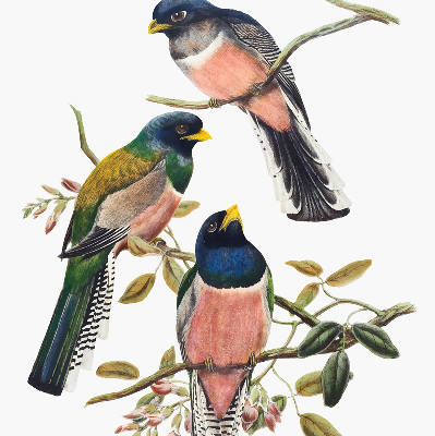 Fabric roller blind for window Birds on the branches