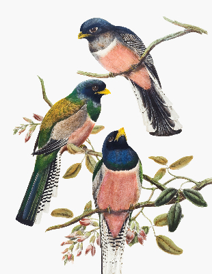 Fabric roller blind for window Birds on the branches