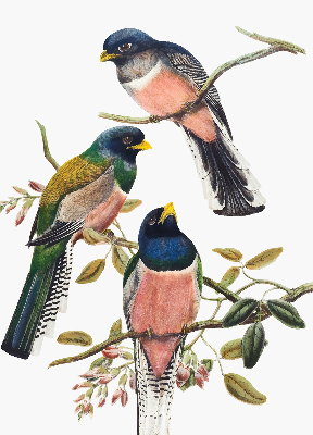 Fabric roller blind for window Birds on the branches