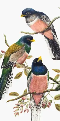 Fabric roller blind for window birds on the branches print