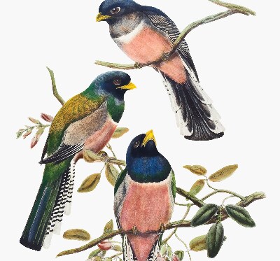 Fabric roller blind for window Birds on the branches