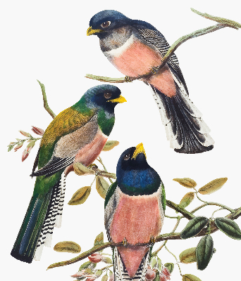 Fabric roller blind for window Birds on the branches
