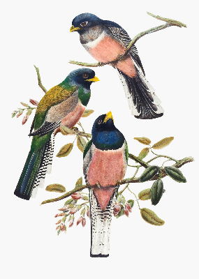 Fabric roller blind for window Birds on the branches