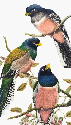 Fabric roller blind for window birds on the branches print