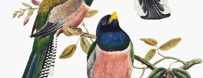 Fabric roller blind for window Birds on the branches
