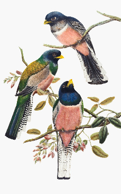 Fabric roller blind for window Birds on the branches