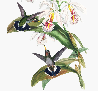 Blackout roller blind Birds on a flower
