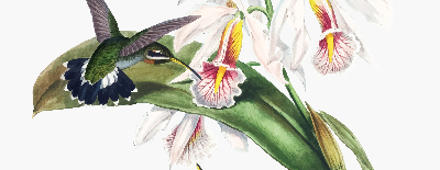 Blackout roller blind Birds on a flower