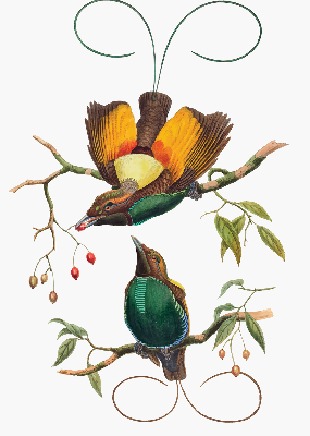 Blackout roller blind for window Birds on a branch