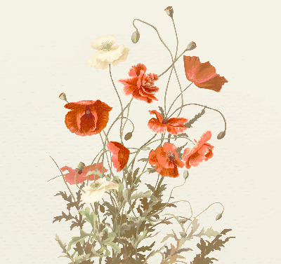Blackout roller blind Poppies