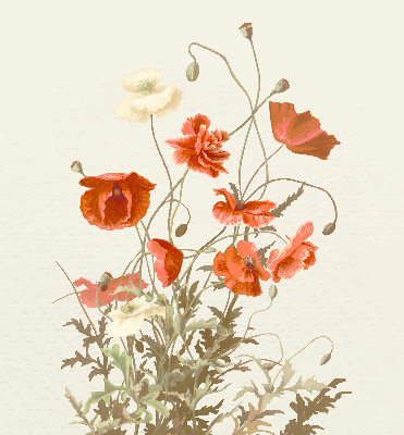 Blackout roller blind Poppies