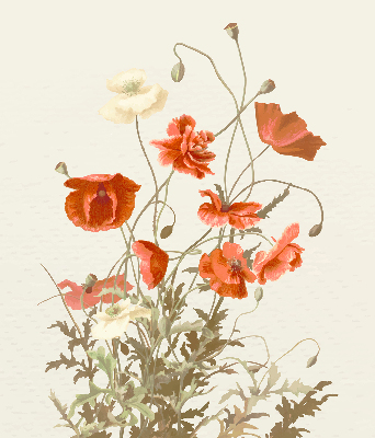 Blackout roller blind Poppies