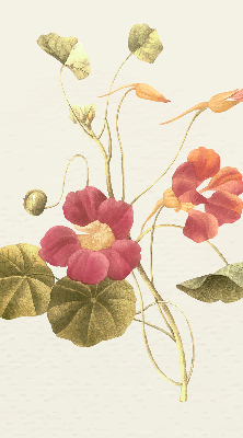 Blackout roller blind for window Flower