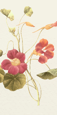 Blackout roller blind for window Flower