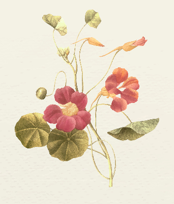 Blackout roller blind for window Flower