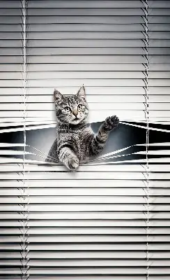 Blackout roller blind for window cat pattern