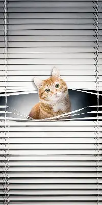 Fabric roller blind for window ginger cat pattern