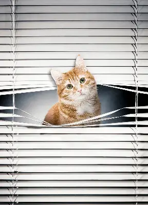 Fabric roller blind for window ginger cat pattern