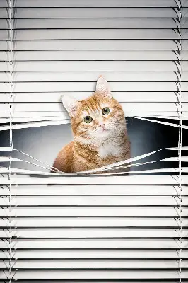 Fabric roller blind for window ginger cat pattern