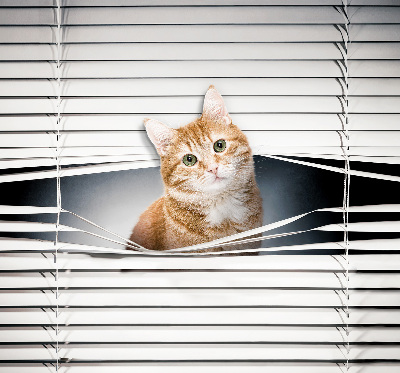 Fabric roller blind for window Ginger cat