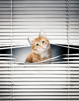 Fabric roller blind for window ginger cat pattern