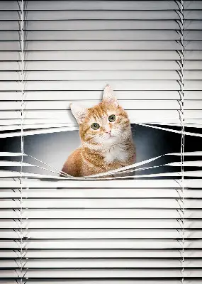 Fabric roller blind for window ginger cat pattern