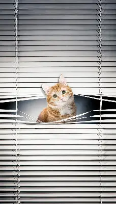 Fabric roller blind for window ginger cat pattern