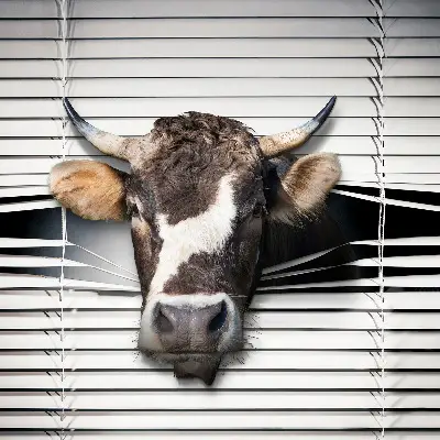 Blackout roller blind cow print