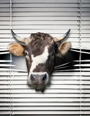 Blackout roller blind cow print