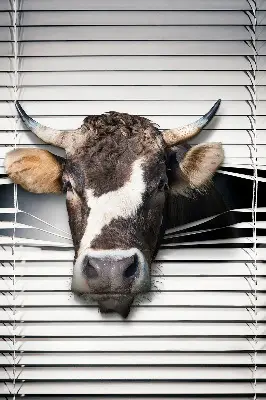 Blackout roller blind cow print