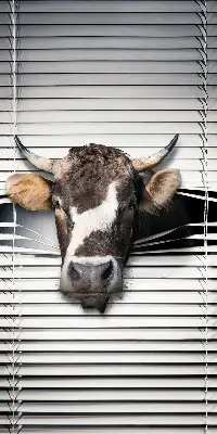 Blackout roller blind cow print