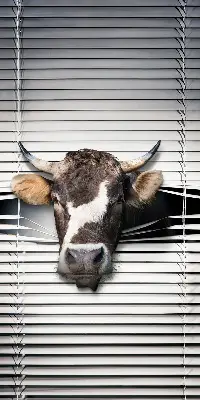 Blackout roller blind cow print
