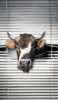 Blackout roller blind cow print