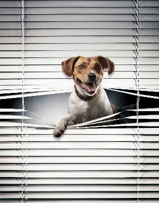 Fabric roller blind for window dog pattern