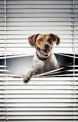Fabric roller blind for window dog pattern