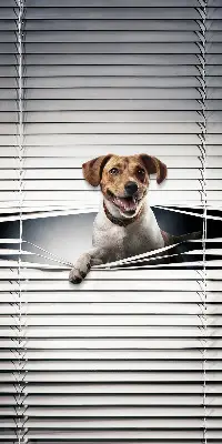 Fabric roller blind for window dog pattern