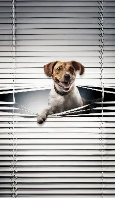 Fabric roller blind for window dog pattern