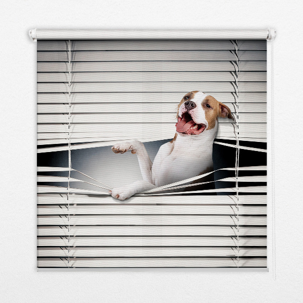 Blackout roller blind Dog