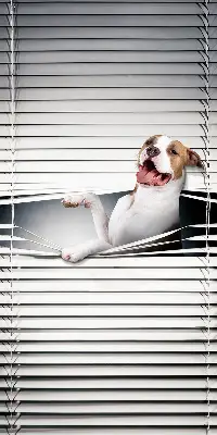 Blackout roller blind dog pattern