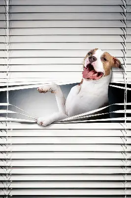 Blackout roller blind dog pattern