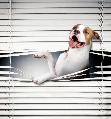Blackout roller blind dog pattern